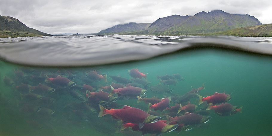 Ăn cá hồi tự nhiên nhập khẩu