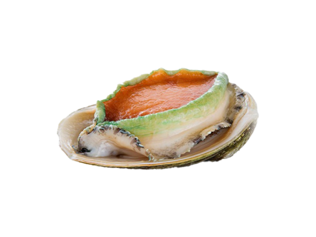 Bào Ngư Viền Xanh Úc Size 7 con/kg