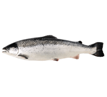 Cá hồi tươi Na-Uy nguyên con size 5-6kg