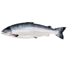 Cá hồi tươi Na-Uy nguyên con size 7-8kg