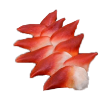 Sò đỏ Sashimi 20-25con/kg