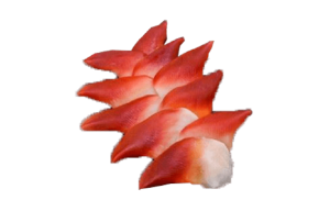 Sò đỏ Sashimi 20-25con/kg