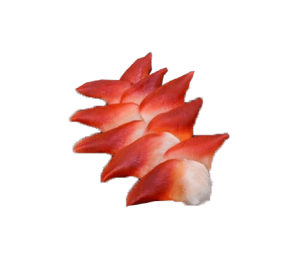 Sò đỏ Sashimi 20-25con/kg