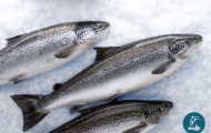 Cá Hồi Đông Lạnh Nguyên Con: Nguồn Gốc, Chất Lượng và Cách Bảo Quản