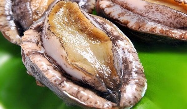 Bào Ngư Là Tinh Hoa Ẩm Thực