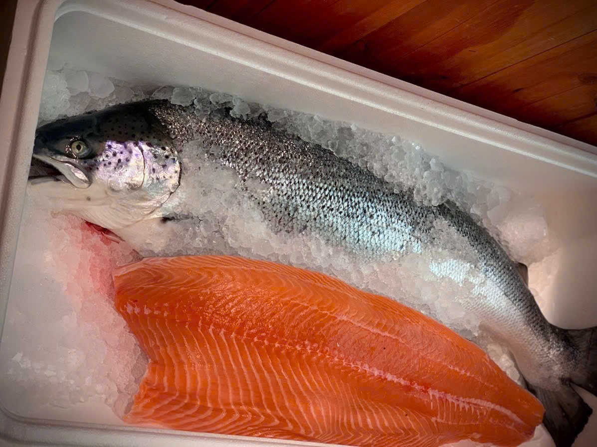 cá hồi tươi, cá hồi giá tốt, cá hồi nhập