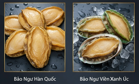Bào ngư Hàn Quốc, Bào ngư viền xanh Úc, So sánh bào ngư Hàn Quốc và Bào ngư Úc